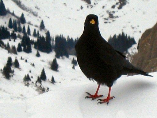 Col de Balafrasse