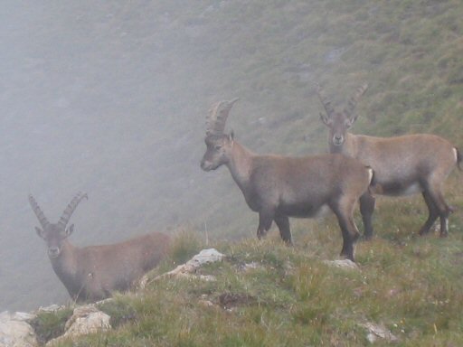 Le Grand Perron